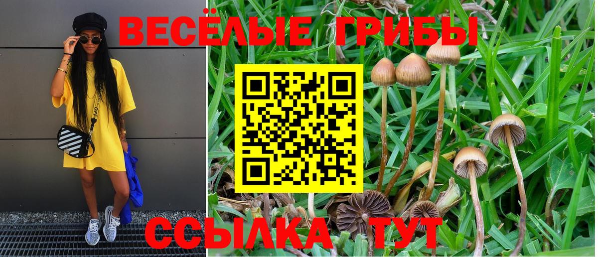 Галлюциногенные грибы Psilocybine cubensis Ленинск-Кузнецкий